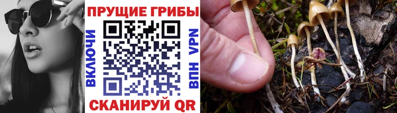 Псилоцибиновые грибы Magic Shrooms  Лабинск 